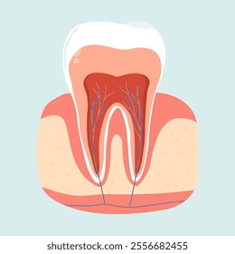 Illustration of Dental Teeth Anatomy