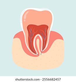 Illustration of Dental Teeth Anatomy