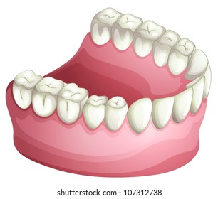 illustration of denture on a white background
