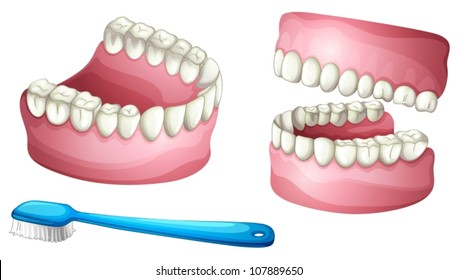 illustration of denture and tooth brush on a white background