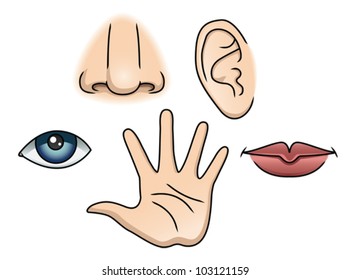 An Illustration depicting the 5 senses. Eps 10 Vector.
