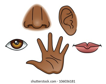 An Illustration depicting the 5 senses. Eps 10 Vector.