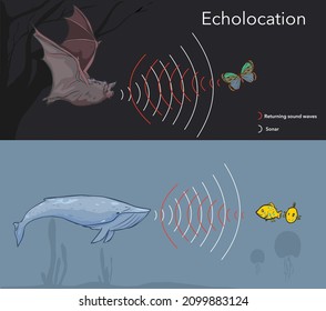 Illustration Depicting The Ability Of Some  Animals To Use Sonar, Or Echolocation