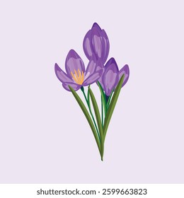 Illustration depicting crocus flowers in various blooming stages, symbolizing spring and renewal