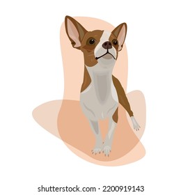 Illustration depicting a dog of the Chihuahua breed on an abstract background
