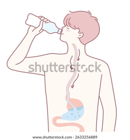 An illustration depicting the essential hydration process along with digestion functions taking place in a human body