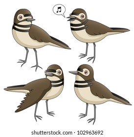 An Illustration depicting four killdeer in various poses. Eps 10 Vector.