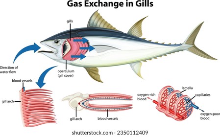 Illustration zur Darstellung der inneren Anatomie von Fischen im Vektorcartoon-Stil