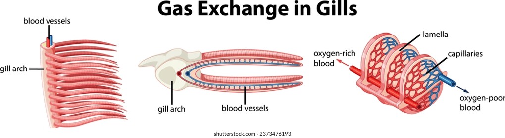 Ilustración que ilustra la anatomía interna de los peces y el proceso de intercambio de gas en sus branquias