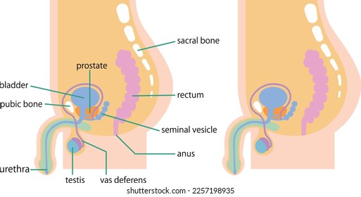 Illustration depicting the internal organs of a man from the side