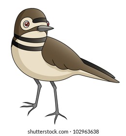 An Illustration depicting a killdeer standing. Eps 10 Vector.