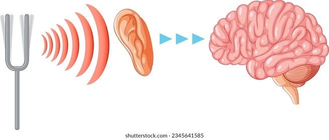 Ilustración que representa el proceso de transmisión del sonido a través de la oreja al cerebro