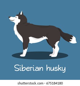 An illustration depicting Siberian husky dog cartoon.vector