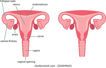 Illustration depicting the structure of the uterus