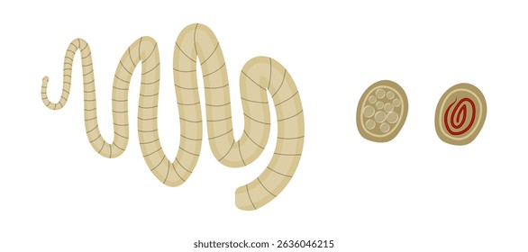 Illustration depicting a tapeworm, a parasitic flatworm inhabiting digestive tracts of animals and humans, highlighting its segmented body and proglottid cross sections containing eggs and uterus
