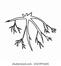 Illustration depicts a mixed root system with branching patterns, highlighting key structural elements typical of plant roots