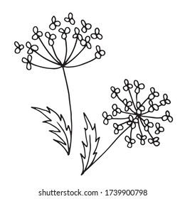 The illustration depicts two wildflowers from different angles.  Small flowers are collected in small baskets.  On each of them is drawn one leaf.  Doodle style.
