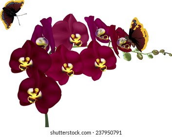 illustration with derk purple orchid flowers and butterflies