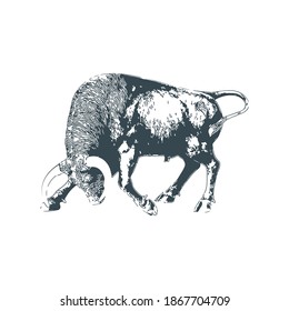 illustration design of bull. bull engraving style. hand drawn, vintage illustration, illustration design of bull isolated.