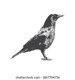 illustration design of crow. crow hand drawn vintage illustration. hand drawn, vintage illustration, illustration design of crow isolated.