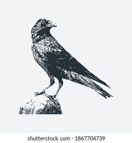 illustration design of crow. crow hand drawn vintage illustration. hand drawn, vintage illustration, illustration design of crow isolated.