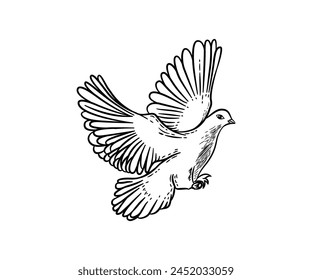 illustration design of Hand drawn white dove. Flying bird in sketch pen and ink style. Peace and love symbol. Vector illustration isolated on white background.