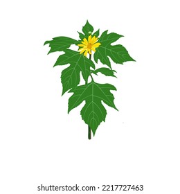 Illustration design of insulin herb plant (Mexican sunflower) with leaves, flowers and stems.