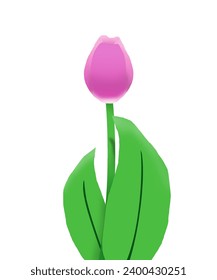 Illustration design of pink tulip with long flower stalks.