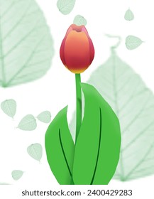 Illustration design of red tulip with long flower stalks.