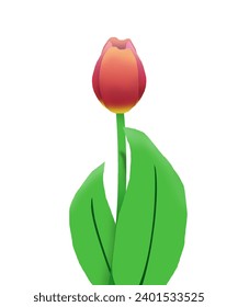 Illustration design of red tulip with long flower stalks.