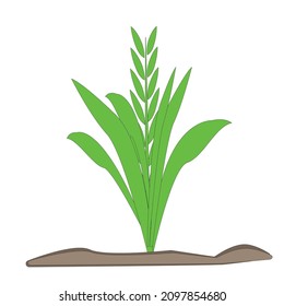 illustration design of a rice plant with some various style design concept