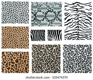 Illustration of detailed animal skins, vector