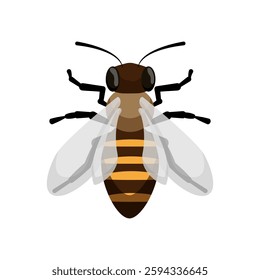 Illustration of a detailed bee viewed from the top, showing intricate wings and striped body.