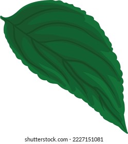 illustration of a detailed green plant leaf