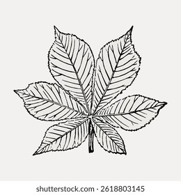 Illustration of a detailed leaf with multiple veins. The leaf drawing is intricate, showcasing leaf veins and texture. A simple leaf sketch with clear lines. Vintage botanical illustration vector.