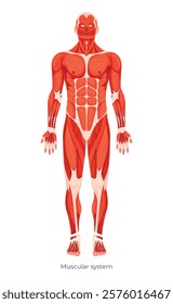 An illustration of a detailed view of the human muscular system, showing the different muscle groups and their locations on the body in a frontal projection, making it easier to understand the anatomy