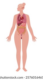 Illustration of a detailed view of the internal organs of an adult female, showing major organs such as the heart, lungs, liver, kidneys, and digestive system.