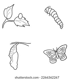 Illustration of the development of butterflies from eggs, caterpillars, cocoons and butterflies