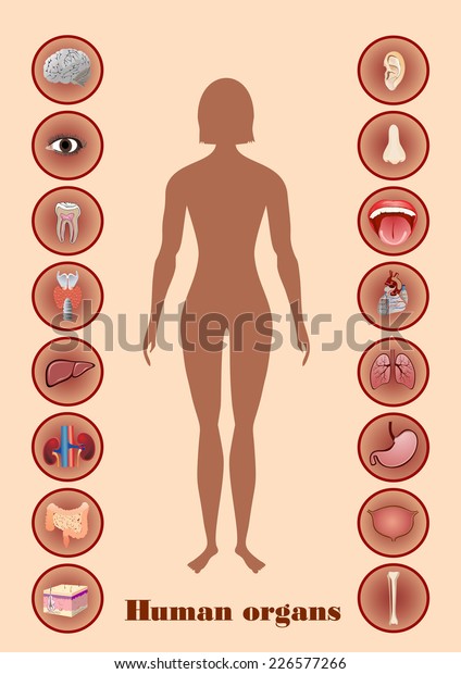 Illustration Diagram Human Anatomy Stock Vector Royalty Free 226577266