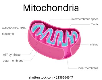 Illustration diagram of Mitochondria