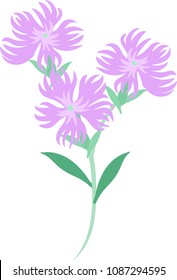 The Illustration Of Dianthus