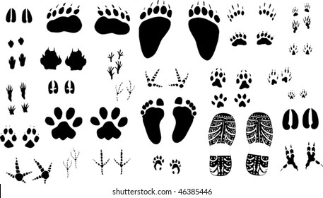 Illustration Different Animals Human Tracks Collection Stock Vector ...