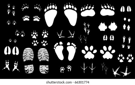 illustration with different animals and human tracks collection