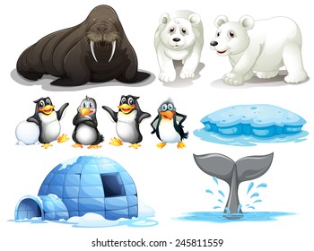 Illustration of different animals from north pole