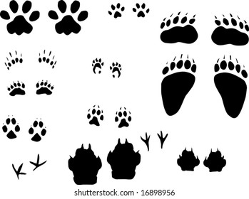 illustration with different animals tracks collection