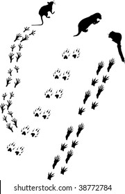 illustration with different animals and tracks collection