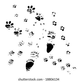 illustration with different animals tracks on white