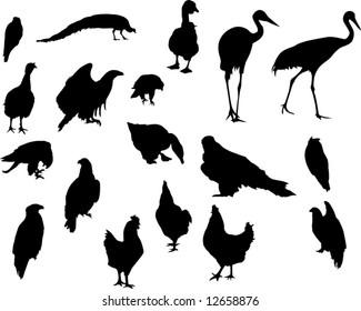 illustration with different bird silhouettes