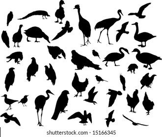 illustration with different bird silhouettes