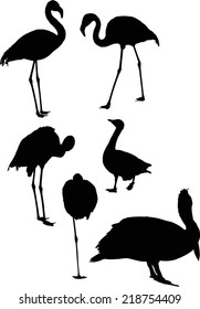 ilustración con diferentes siluetas de aves
